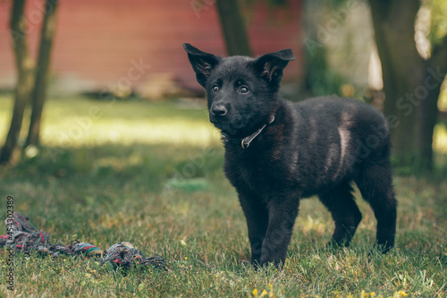 Szczeniak pies czarny owczarek niemiecki stojący na trawie w ogrodzie