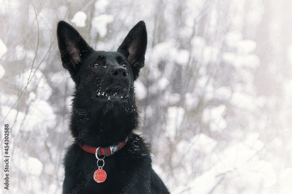 Portret czarnego owczarka niemieckiego, las, śnieg, zima