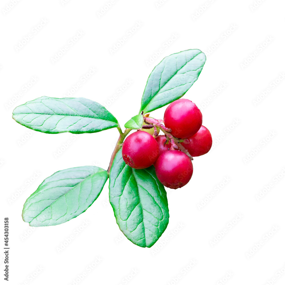 Wild cowberry foxberry, lingonberry with leaves with leaves on a branch, isolate on a white background