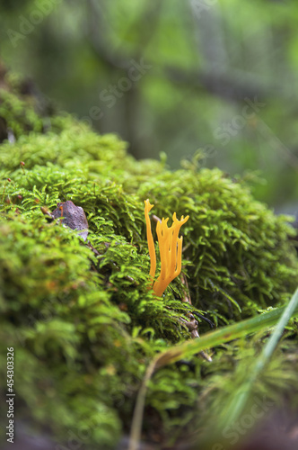 Interesting beautiful yellow inedible coral mushrooms Calocera viscosa growing on wood in fresh moss in a dark autumn Latvian forest