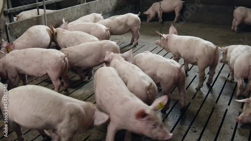 Many young pink piglets are running in the pen on the pig farm. They eat, push, frolic, some of them have a tag on their ears