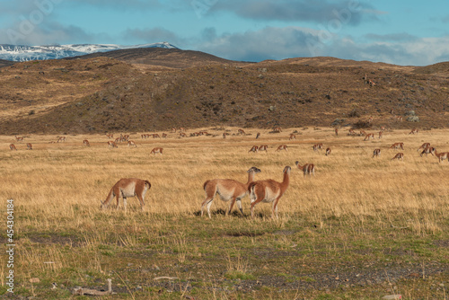 The alpaca  Vicugna pacos  is a species of South American camelid mammal. Alpacas are kept in herds that graze on the level heights of the Andes of Chile.