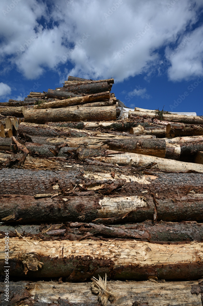 pile of spruce wood timber industry 