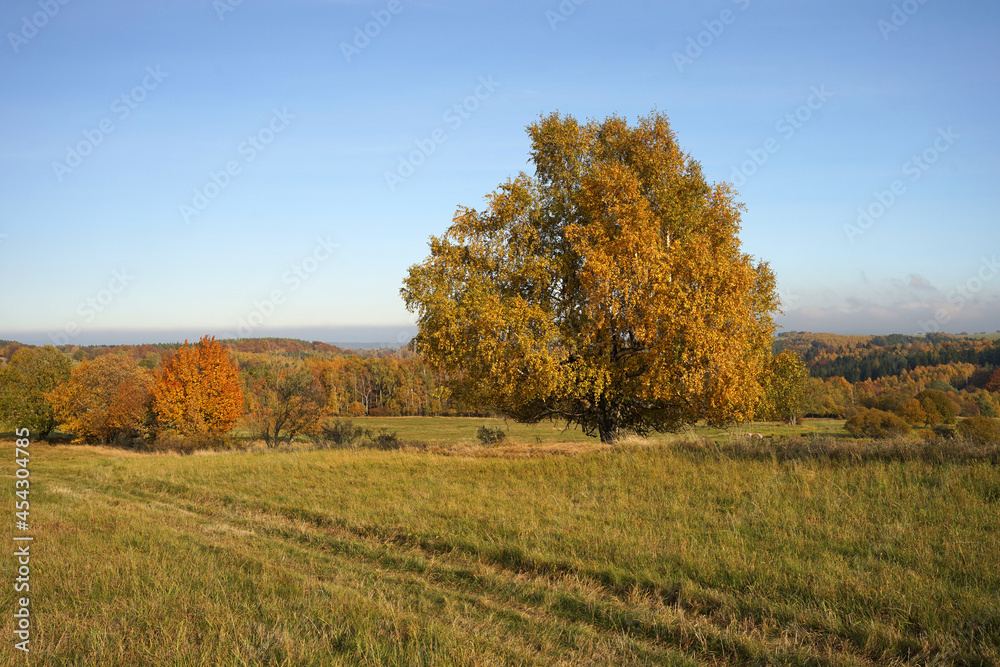 Autumn atmosphere on hilly countryside with single birch tree, autumn concept, Krusne Hory, Czech Republic