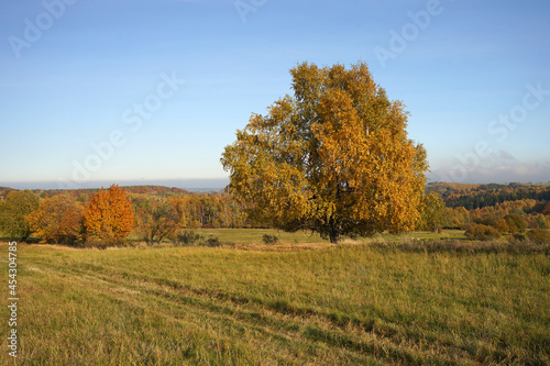 Autumn atmosphere on hilly countryside with single birch tree, autumn concept, Krusne Hory, Czech Republic