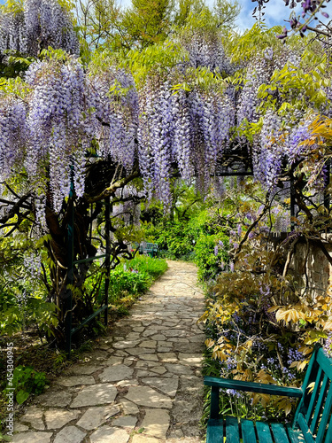 The great garden wisteria blossoms in bloom. Wisteria alley in blossom in a spring time. Germany, Weinheim, Hermannshof garden photo