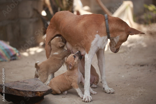 closeup photography of a female dog feeding small brown and white puppies, standing on a sandy ground, outdoors on a sunny day in the Gambia, Africa