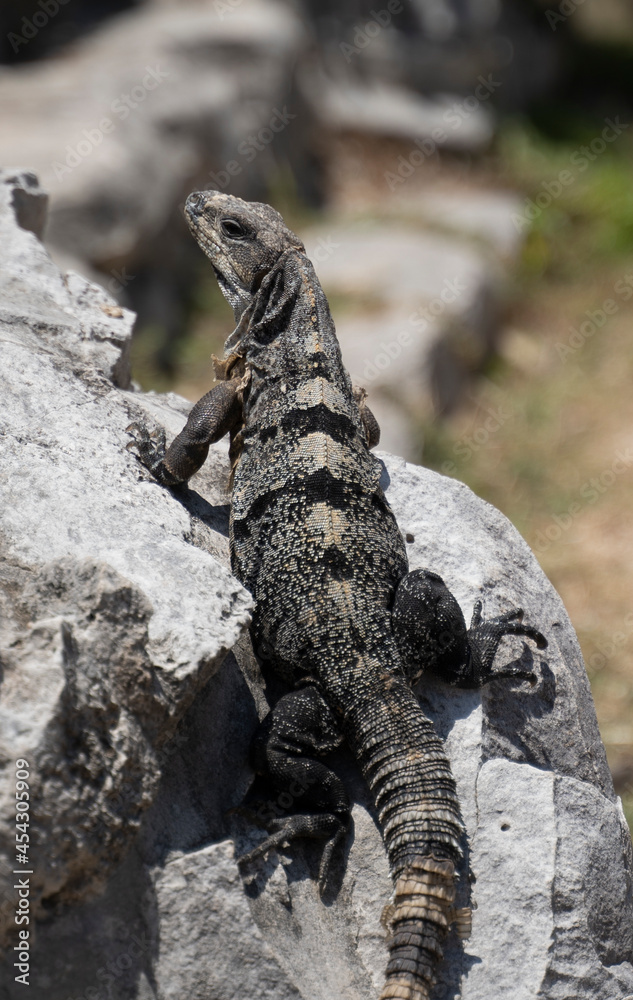 Iguana of the yucatan (cachryx defensor) on a rock Iguana of the yucatan (cachryx defensor) on a rock