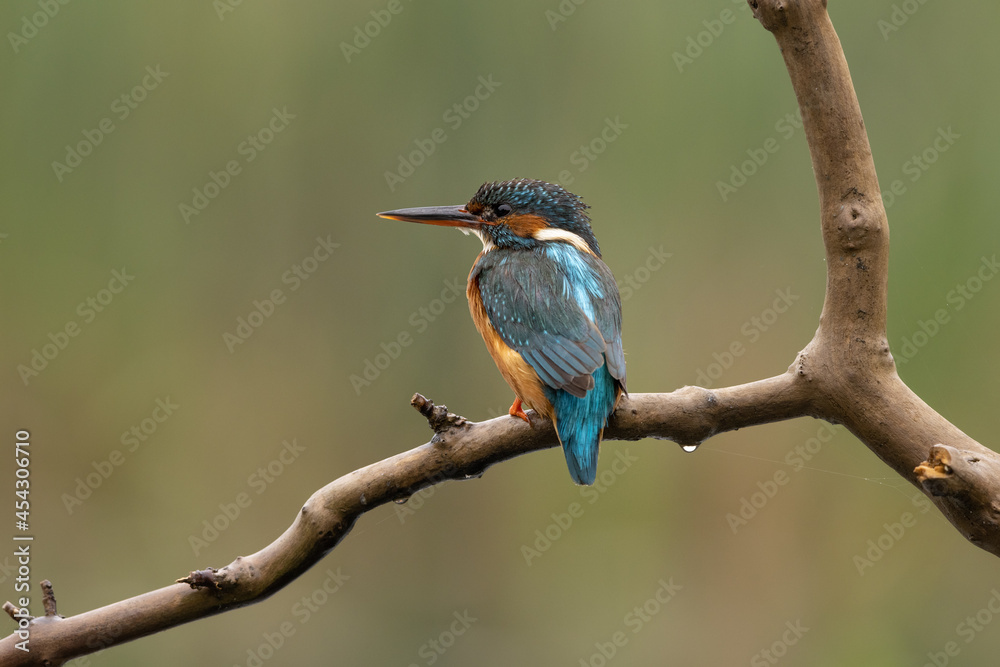 Female Kingfisher perched on a branch with a green background. Female Kingfisher perched on a branch with a green background.