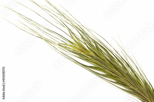 close-up couch grass isolated on white background