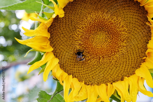 bumblebee on a sunflower collecting pollen macro close up