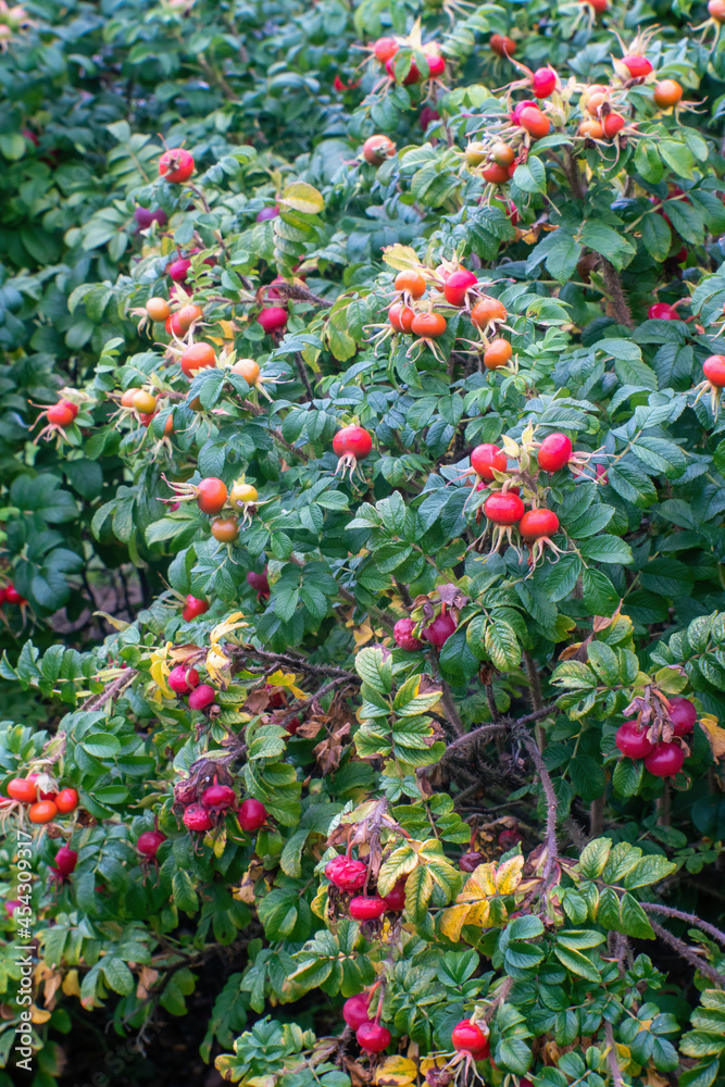Rose hip (rose haw, rose hep) bush with fruits