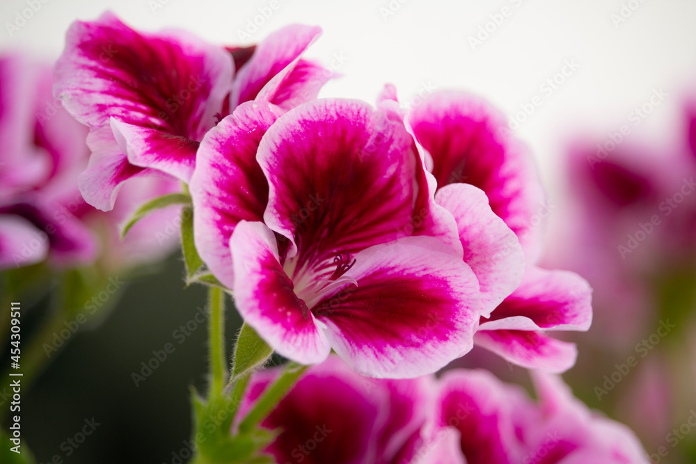 close up of a flower