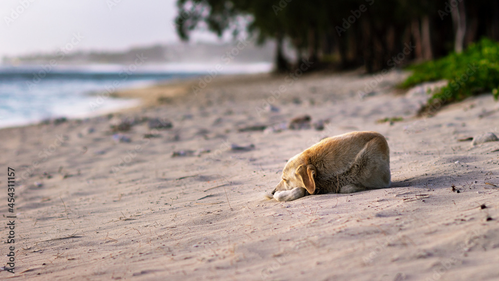 dog on the beach