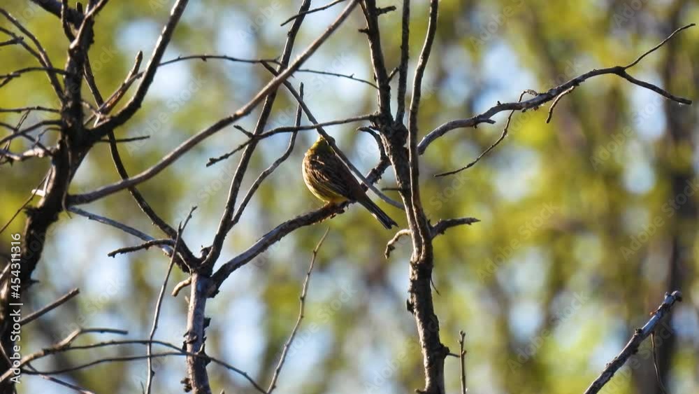 european greenfinch (chloris chloris)sits on a tree branch in the forest on a blurred screen, natural sound european greenfinch (chloris chloris)sits on a tree branch in the forest on a blurred screen, natural sound
