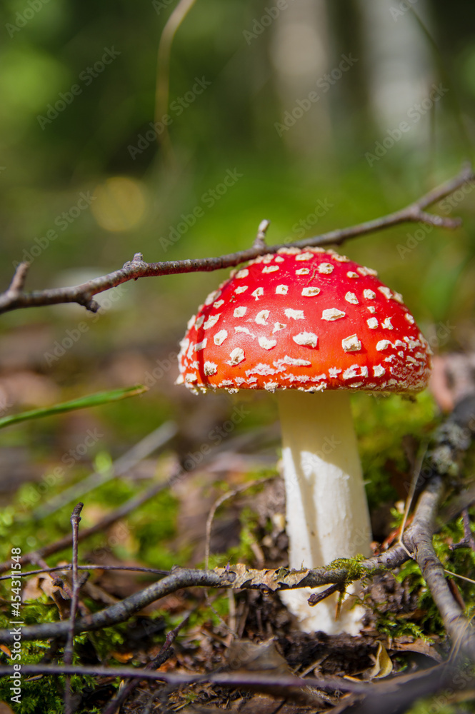 Red bright beautiful inedible mushroom fly agaric sprouted through dry leaves in Latvian autumn forest Red bright beautiful inedible mushroom fly agaric sprouted through dry leaves in Latvian autumn forest