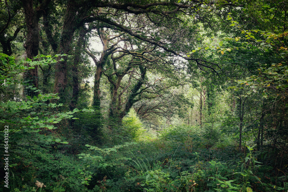 morning in the forest morning in the forest