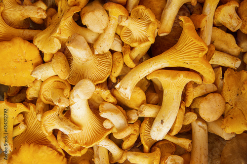 Full frame shot of fresh yellow delicious wavy vegetarian chanterelle mushrooms for sale in a outdoor autumn or fall season market