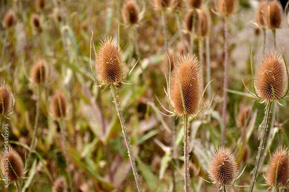 Cardos cardadores, dipsacus fullonum, en el campo al final del verano Cardos cardadores, dipsacus fullonum, en el campo al final del verano