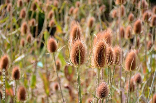 Cardos cardadores, dipsacus fullonum, en el campo al final del verano photo