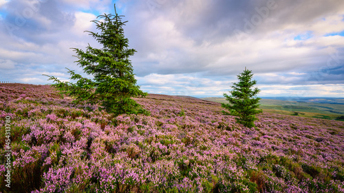 New pine trees grow on Padon Hill, which is in the Cheviot range just west of Otterburn in Northumberland National Park with the Pennine Way passing over it