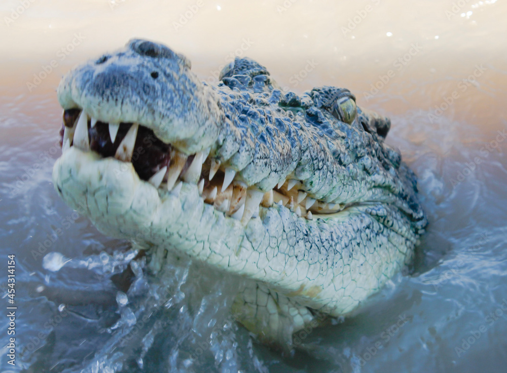 Obraz premium crocodile in the water