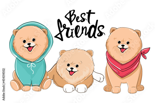 Collection of spitz dogs and inscription best friends. Vector illustration isolated t-shirt design for kids