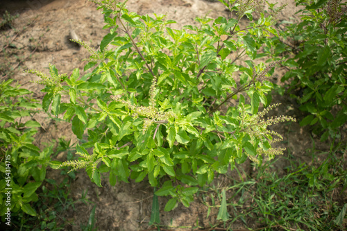 Basil is a vegetable that is used as an ingredient in cooking.