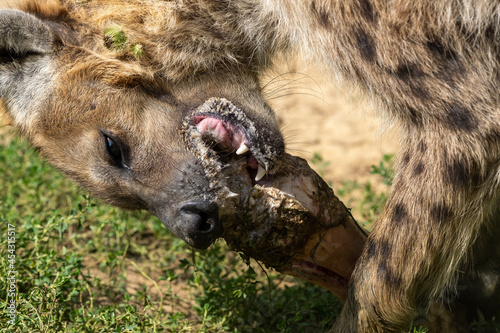 Une hyène tachetée qui ronge un os photo
