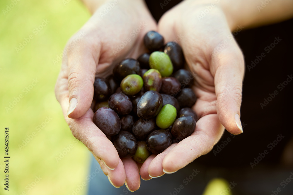 The farmer shows in his hands the olives harvested from the olive tree The farmer shows in his hands the olives harvested from the olive tree