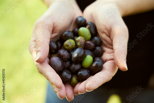 The farmer shows in his hands the olives harvested from the olive tree 
