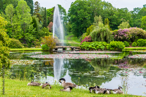 A view of Canadian Geese beside in a lake in a park in Haywards Heath, Sussex, UK in early summer photo