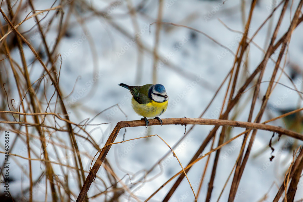 Naklejka premium Blue Tit (cyanistes caeruleus) perching on a twig