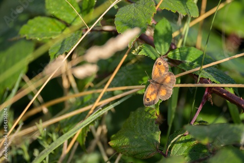 The Gatekeeper or Hedge Brown (Pyronia tithonus) butterfly resting on a stem