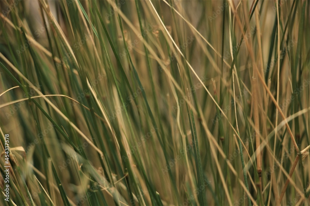 Obraz premium Macro cutout of green and yellow blades of grass, Crete Greece
