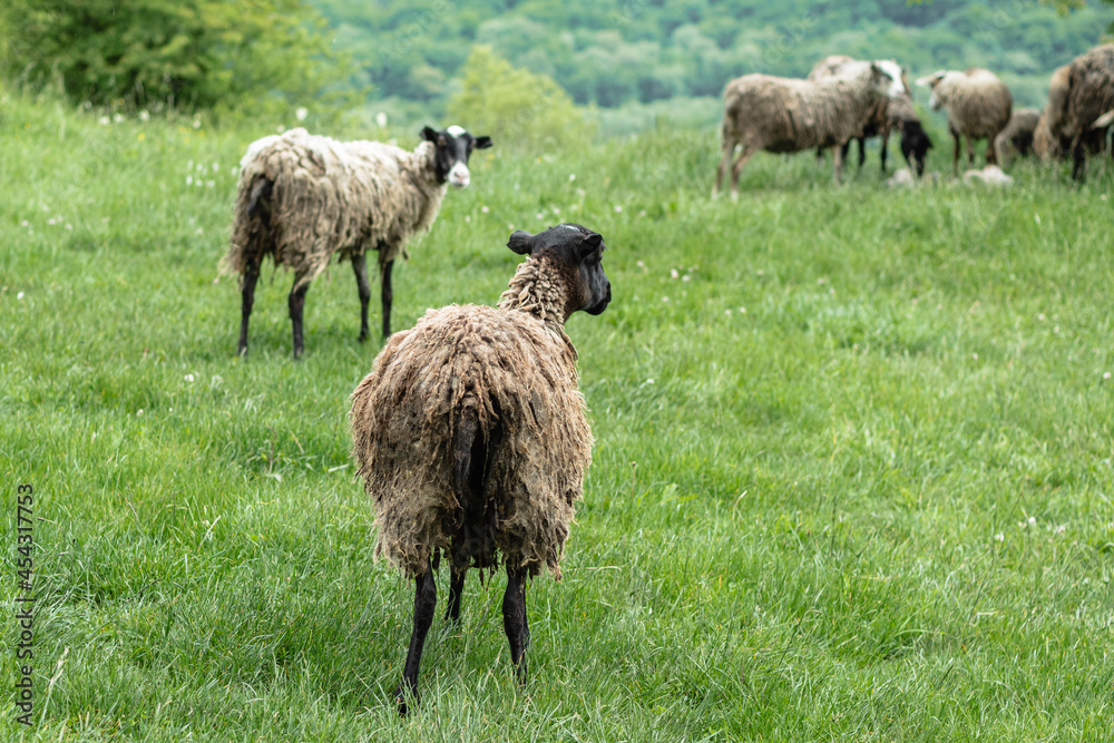 Naklejka premium A sheep with muddy hair stands with its back to the camera. Green grass and other sheep are in the background. A mountain pasture. The concept of animal husbandry