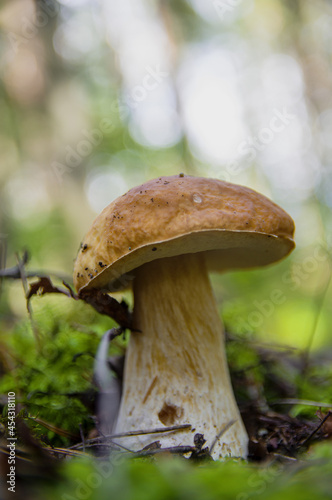Large beautiful white mushroom boletus with beautiful texture of leg growing in fallen leaves, moss and a twigs in a light autumn Latvian forest