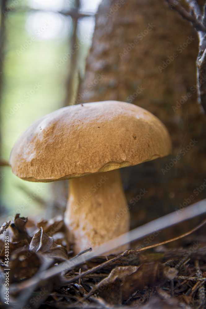 Large beautiful white mushroom boletus with beautiful texture of leg near a tree in a light autumn Latvian forest Large beautiful white mushroom boletus with beautiful texture of leg near a tree in a light autumn Latvian forest