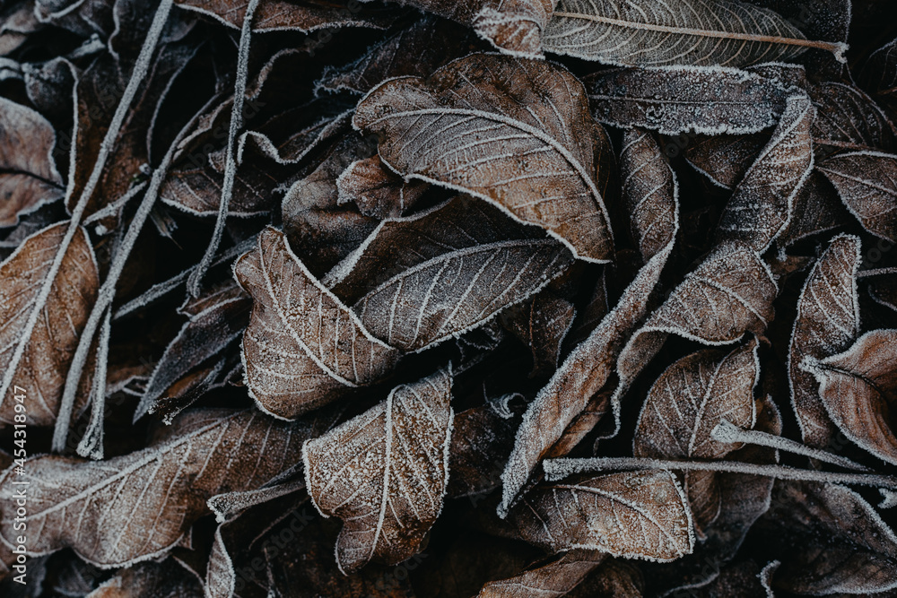 Texture of leaves covered with snow and ice on a winter day Texture of leaves covered with snow and ice on a winter day