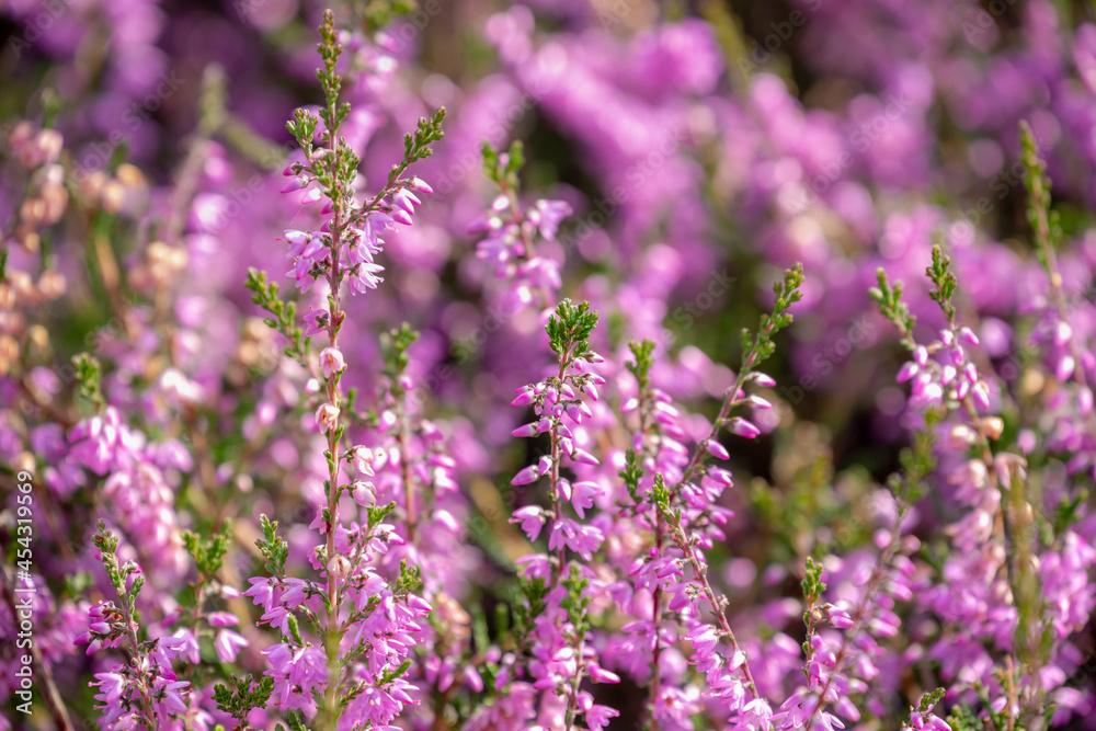 Selective focus bush of wild purple flowers Calluna vulgaris (heath, ling or simply heather) is the sole species in the genus Calluna in the flowering plant family Ericaceae, Nature floral background.