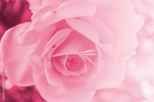 Pink soft rose background texture