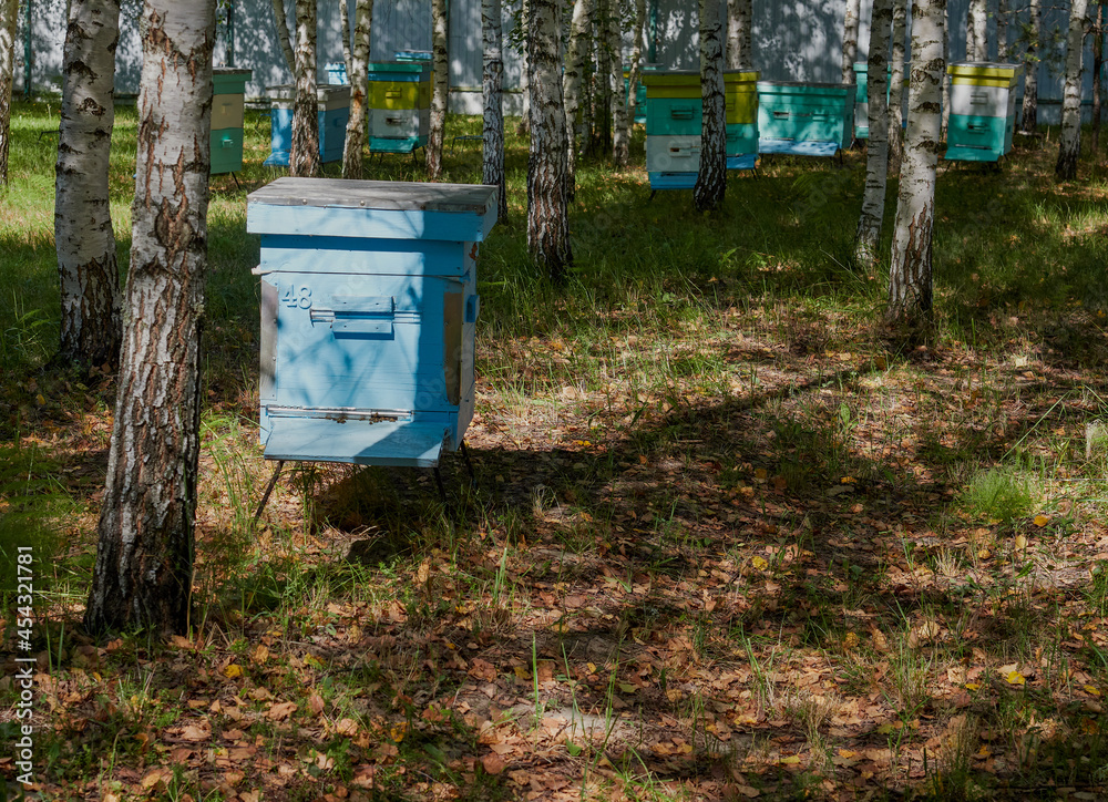 Fototapeta premium close-up of bees on honeycombs in an apiary - selective focus, space for copying