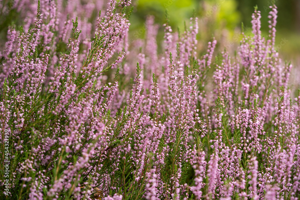 lush bright bunches of blooming heather, wild meadow