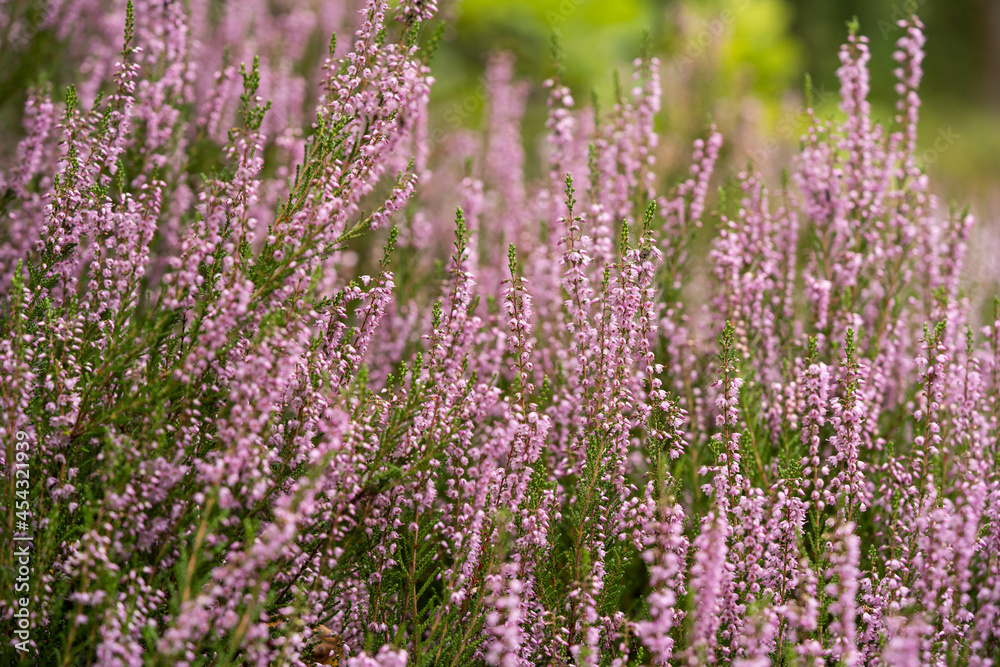 Obraz premium lush bright bunches of blooming heather, wild meadow