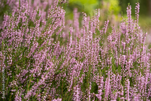 lush bright bunches of blooming heather, wild meadow