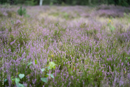 lush bright bunches of blooming heather, wild meadow