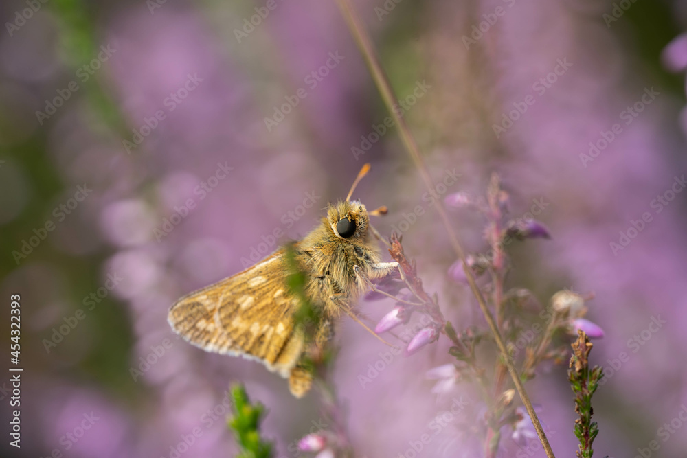 little cute butterfly collects pollen from heather flowers