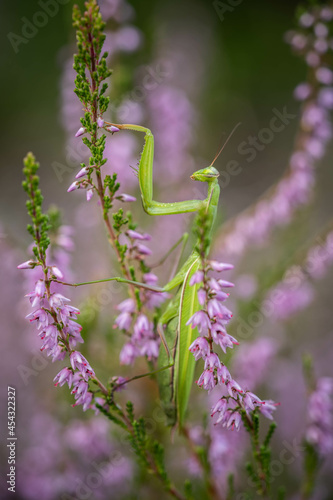 mantis lurking on heather flowers disguised as greenery