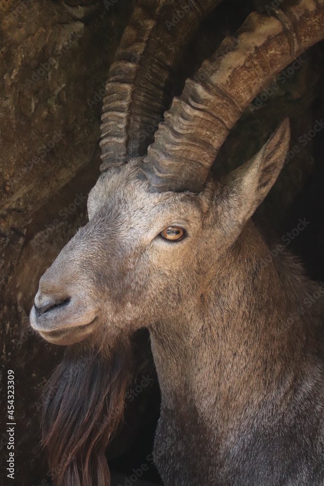 close up of a mountain goat