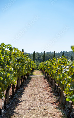 vineyards established for wine production